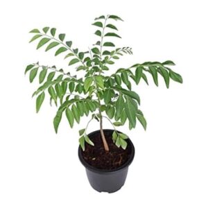 Neem Plant