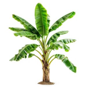 Aclipastal Banana Plant