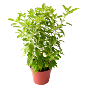 Tulsi Plant