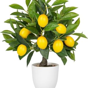 Lemon plant