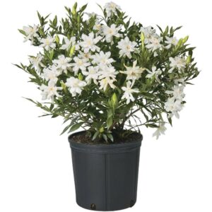 Gardening Jasmine Plant